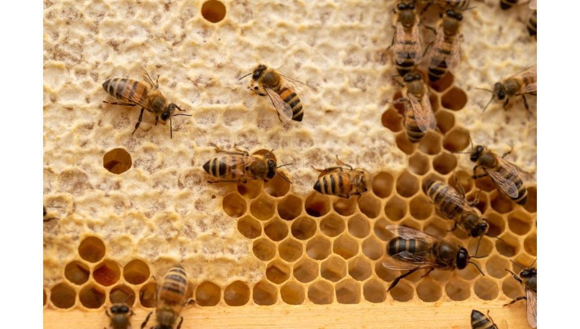 ¿Qué tipos de abejas existen y cuáles son las indicadas para producir miel? ¿Qué tipos de abejas existen y cuáles son las indicadas para producir miel?